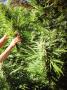 Page: - 63 | High Times