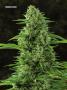 Page: - 67 | High Times