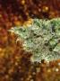Page: - 68 | High Times