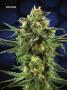 Page: - 70 | High Times