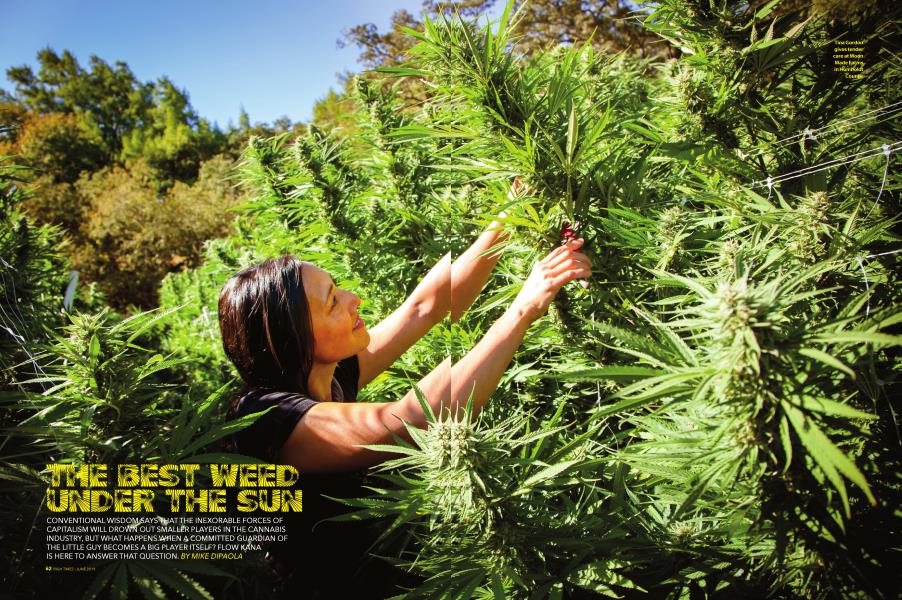 THE BEST WEED UNDER THE SUN