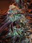 Page: - 107 | High Times