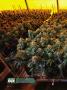 Page: - 16 | High Times