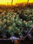 Page: - 17 | High Times
