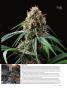 Page: - 65 | High Times