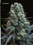 Page: - 67 | High Times