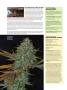 Page: - 74 | High Times