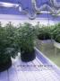 Page: - 78 | High Times