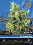 Page: - 93 | High Times