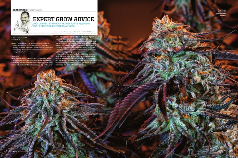 EXPERT GROW ADVICE