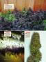 Page: - 124 | High Times