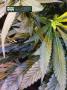 Page: - 18 | High Times