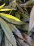 Page: - 19 | High Times