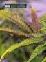 Page: - 20 | High Times