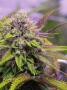 Page: - 21 | High Times