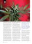 Page: - 50 | High Times