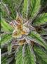 Page: - 67 | High Times