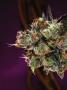 Page: - 68 | High Times
