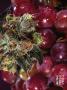Page: - 69 | High Times