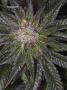 Page: - 70 | High Times