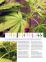 Page: - 78 | High Times
