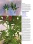 Page: - 80 | High Times