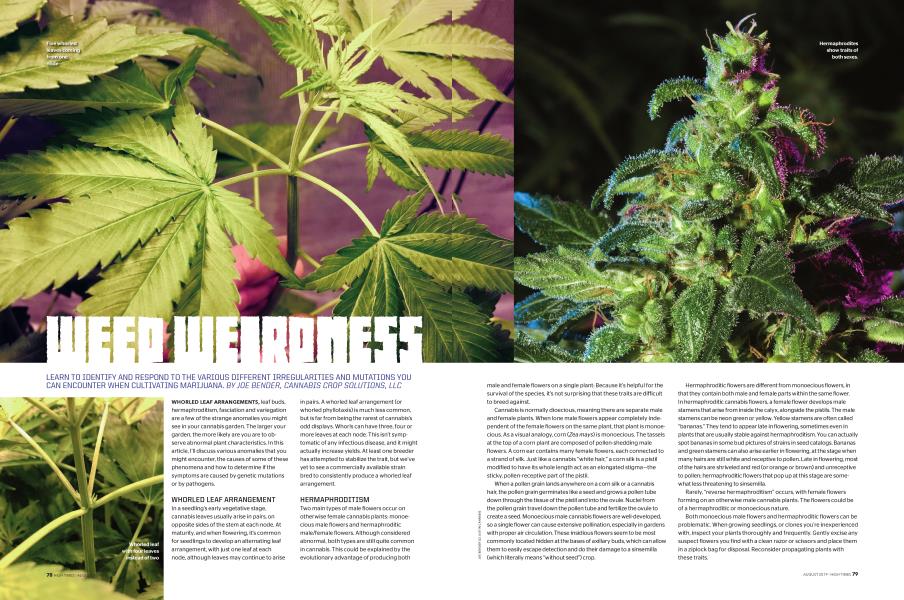 WEED WEIRDNESS