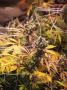 Page: - 107 | High Times