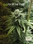 Page: - 122 | High Times