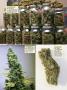 Page: - 124 | High Times