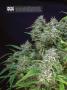 Page: - 16 | High Times
