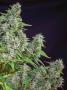Page: - 17 | High Times