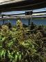 Page: - 21 | High Times
