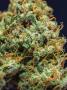 Page: - 65 | High Times