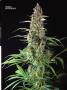 Page: - 67 | High Times