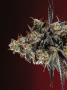 Page: - 68 | High Times