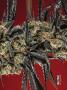 Page: - 69 | High Times