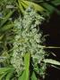 Page: - 70 | High Times