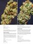 Page: - 74 | High Times