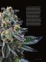 Page: - 97 | High Times
