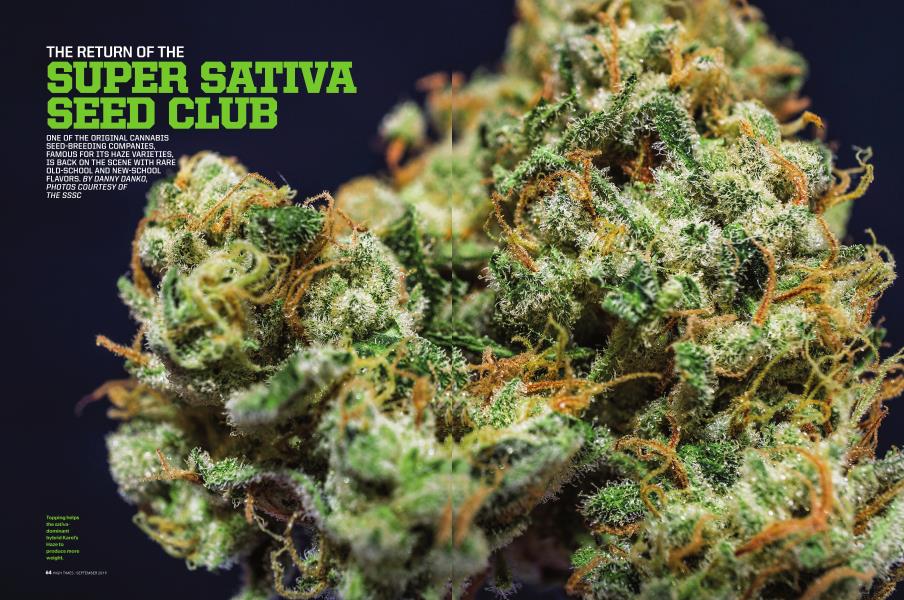 THE RETURN OF THE SUPER SATIVA SEED CLUB