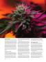 Page: - 74 | High Times