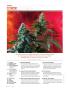 Page: - 8 | High Times