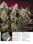 Page: - 65 | High Times