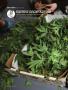 Page: - 106 | High Times