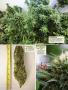 Page: - 124 | High Times