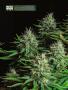 Page: - 16 | High Times