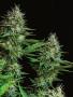 Page: - 17 | High Times