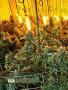 Page: - 18 | High Times