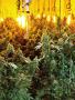 Page: - 19 | High Times